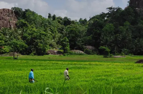 Campagne autour de Mirigama - Sri Lanka - 