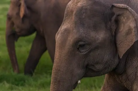 Eléphants dans le Parc national d'Udawalawe - Sri Lanka - 