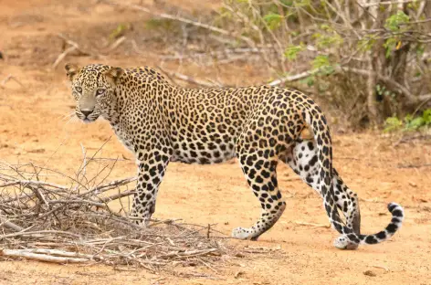 Léopard dans le Parc national de Yala - Sri Lanka - 