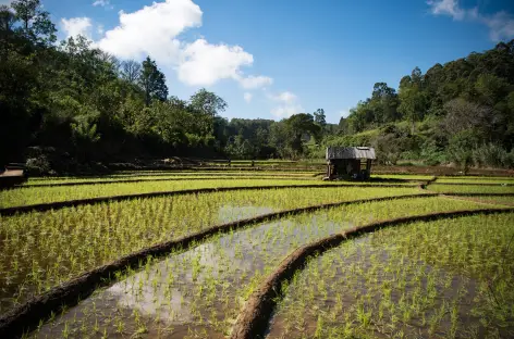 Rizières à Belihul Oya - Sri Lanka - 
