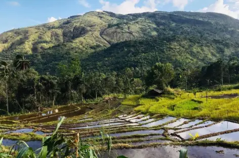 Rizières à Belihul Oya - Sri Lanka - 