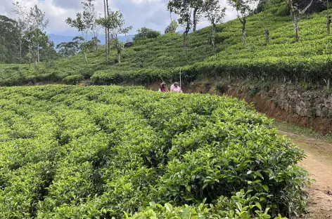 Dans les plantations de thé du Sri Lanka - 
