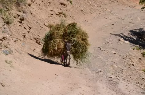 Transport local