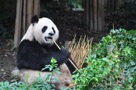 Panda géant en plein repas, Chengdu - Chine