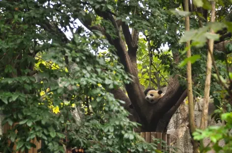 Panda géant en pleine sieste, Chengdu - Chine