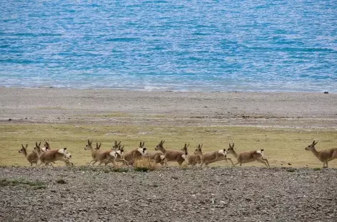 Gazelles tibétaines sur les bords du lac Yamdrok - Tibet