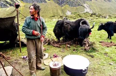 Nomades et Yaks, Tibet