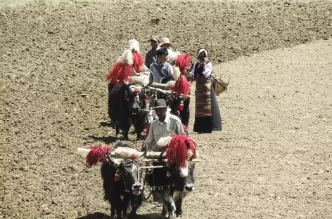 Travaux des champs, Tibet