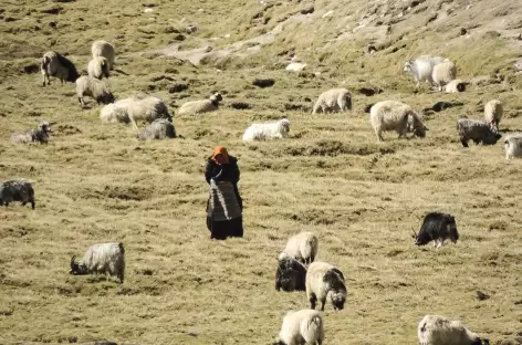 Bergère nomade, Tibet