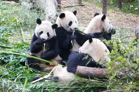 Pandas - Chegndu