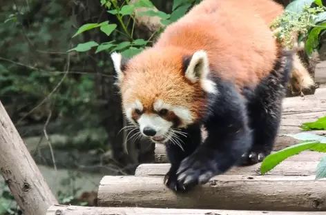 Panda Roux à Chengdu - Chine