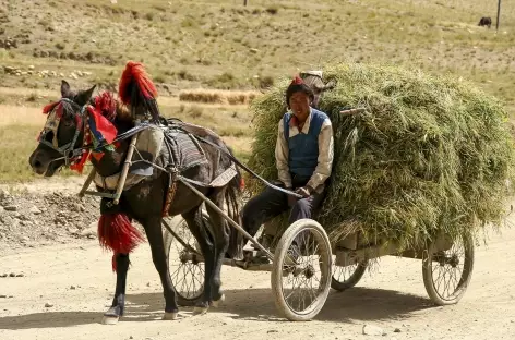 Récolte Tibet