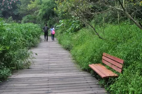 Balade dans le parc des Pandas - Chengdu, Chine