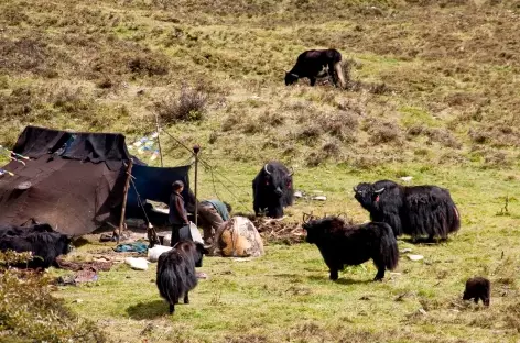 Nomades du Tibet