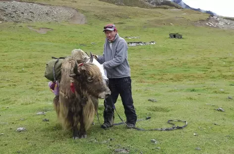 Chargement des yaks - Tibet