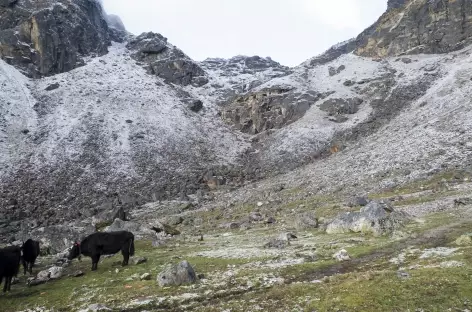 Sur le retour - Tibet