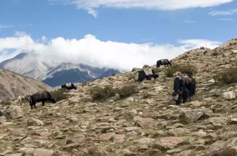 Pause de la mi-journée - Tibet