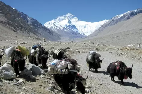 Yaks redescendant du camp de base de l'Everest - Tibet
