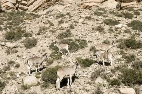 Les moutons bleus - Tibet