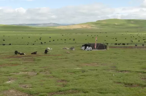 Troupeaux de yaks - Amdo