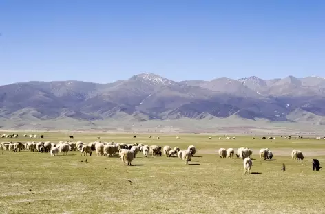 Troupeaux, Amdo-Tibet