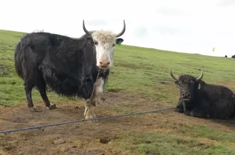 Yaks - Amdo-Tibet