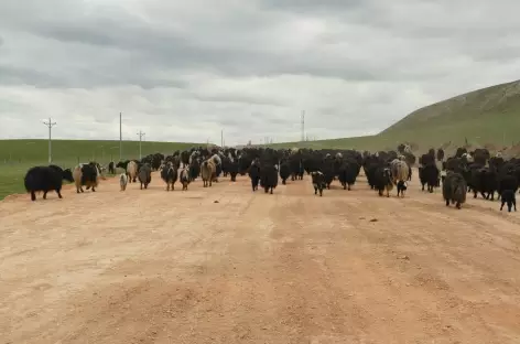 Troupeaux de yaks - Amdo-Tibet