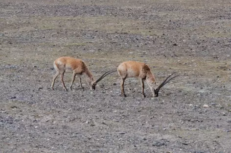 Antilopes entre Gertzé et Coqen