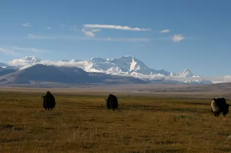 Cho Oyu