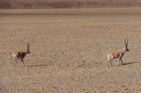 Antilopes