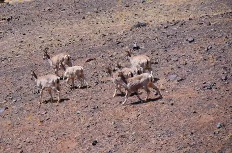 Gazelles