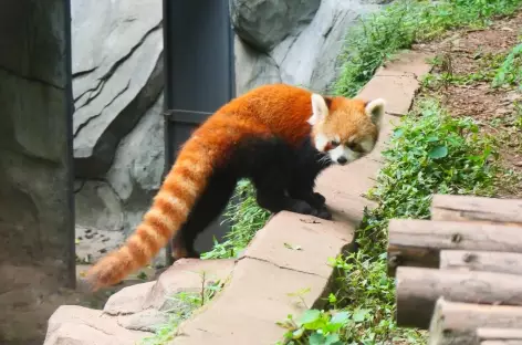Chengdu - panda roux