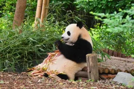 Chengdu - panda géant