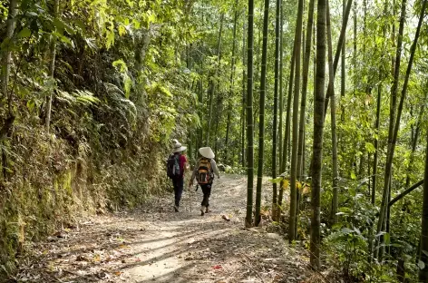 Le paysage alterne entre forêts de bambous et rizières.