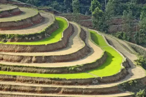 Beauté des courbes dans le Haut Tonkin