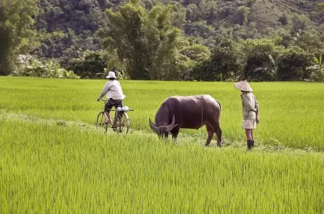 Rizières - Vietnam - 