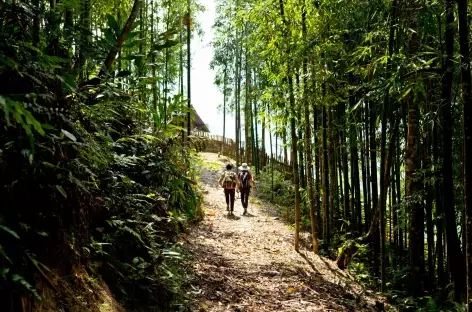 Forêt de banbous région Pan Hou Vietnam