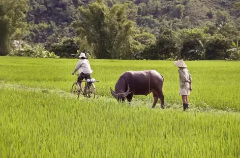 Région de Mai Chau - Vietnam