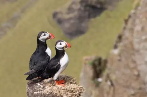 Macareux moine - Islande