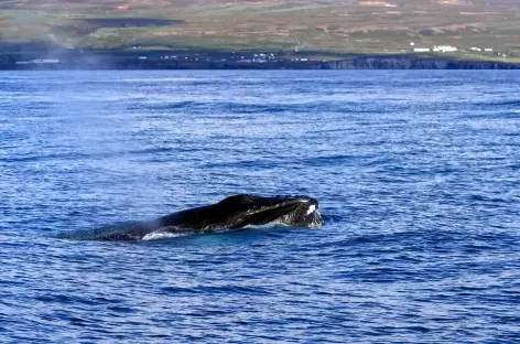 Observation des baleines - Islande