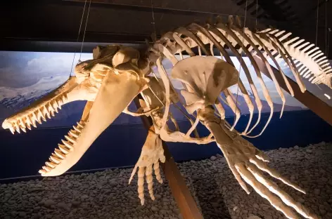 Musée de la baleine à Húsavík - Islande
