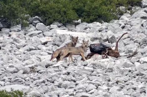 Loups sur une carcasse de cerf, montagne des Abruzzes - Italie