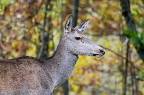 Cerf femelle, montagne des Abruzzes - Italie