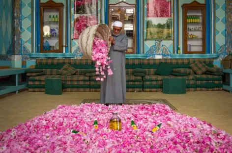 Rose de damas à trente pétales, Taïf - Arabie Saoudite