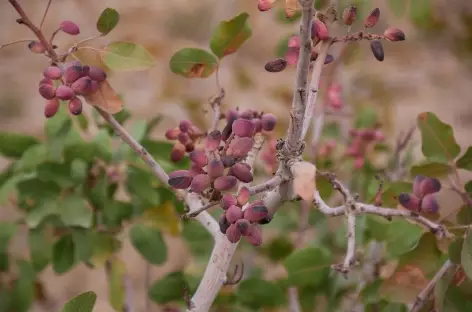 Pistachier - Iran