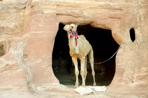 Sur le site de Pétra - Jordanie