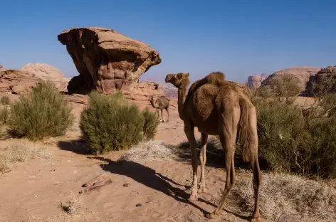 Désert du Wadi Rum - Jordanie
