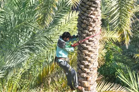 Dans la palmeraie - Oman