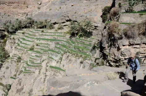 Palmeraie de Masirat Al Jawamid, djebel Akhdar - Oman