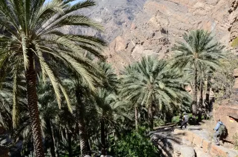 Palmeraie de Masirat Al Jawamid, djebel Akhdar - Oman